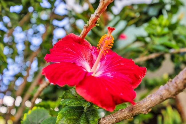 Photo - Charming 3BR Makawao Upstairs Home – Bright, Breezy & Move-In Ready