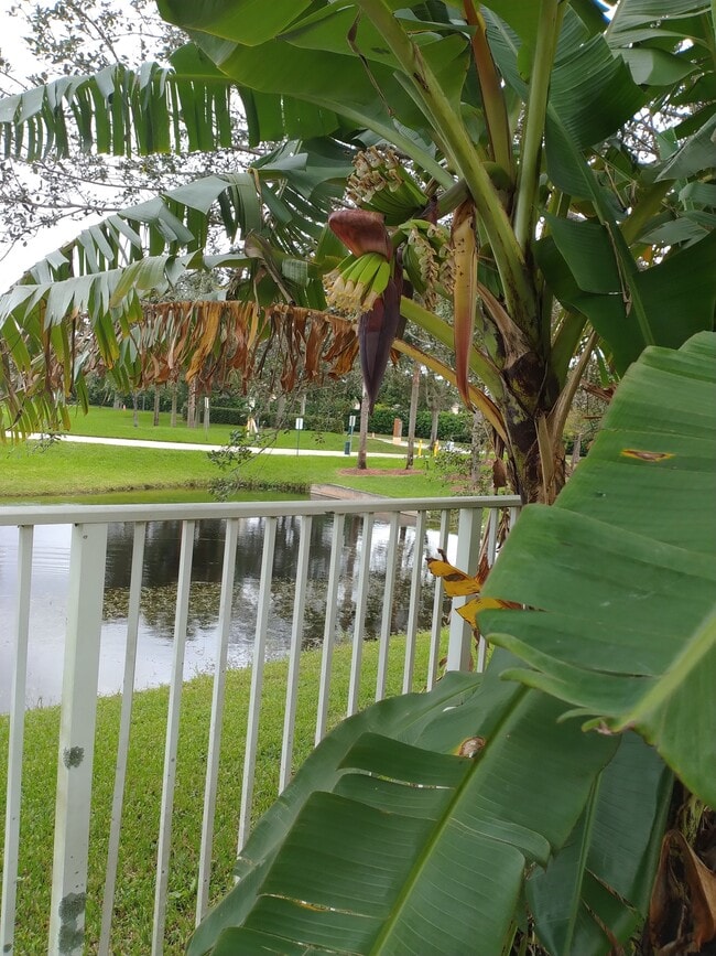 Photo - 4015 Banyan Trails Dr