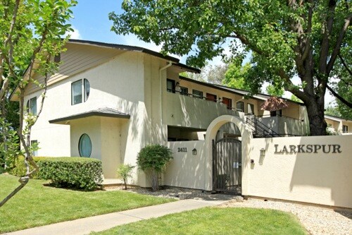 Larkspur