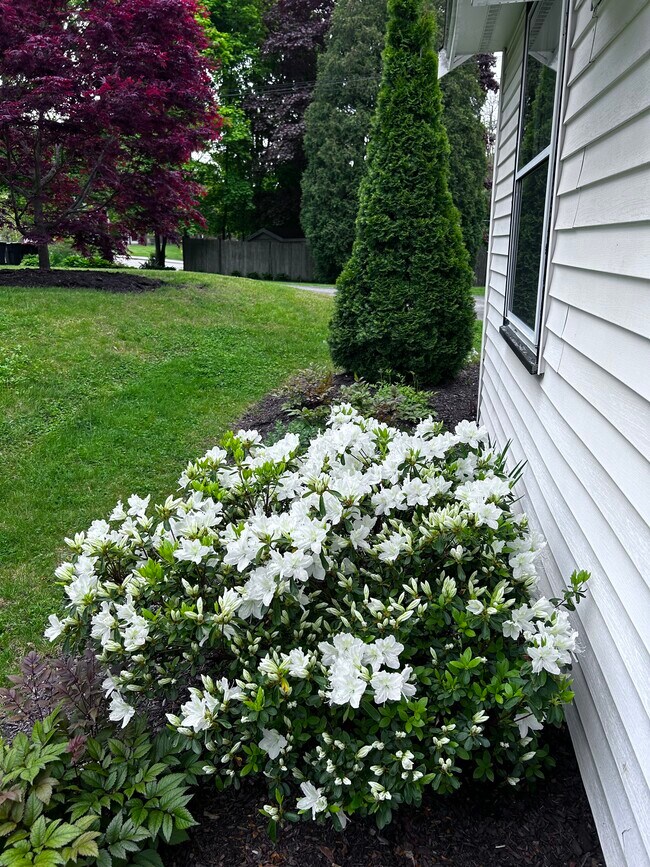 Landscaped yard - 597 S Main St Unit 1st Floor