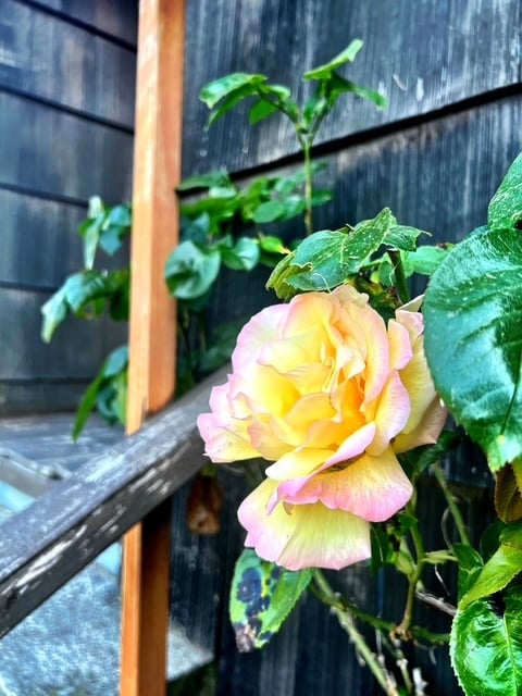 Photo - 3106 Farragut St