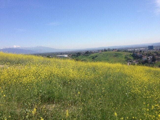 Elephant Hill next to house - 4003 Harriman Avenue
