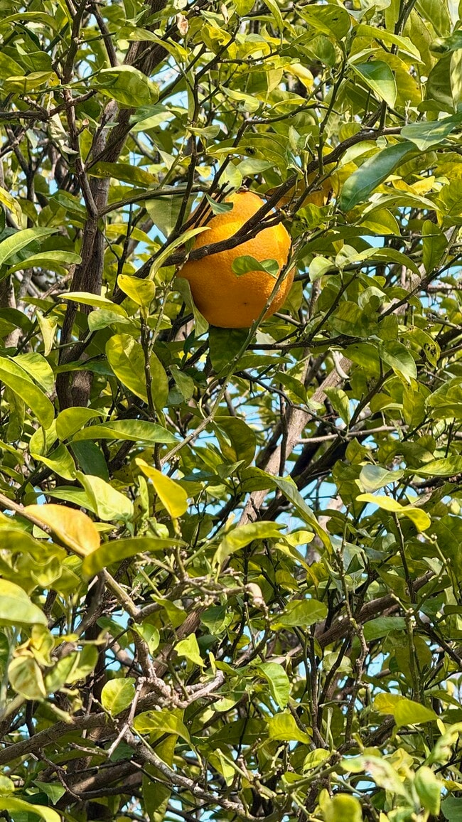 Photo - 6910 Corkwood Rd