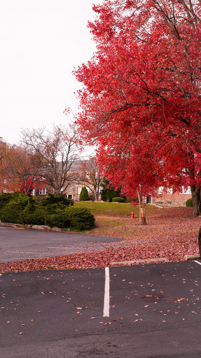 Wynnefield Court Apartments - Wynnefield Court Apartments