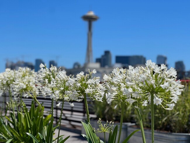Photo - Queen Anne Flats