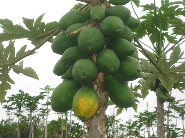 Photo - 87-2439 Mamalahoa Hwy Unit B