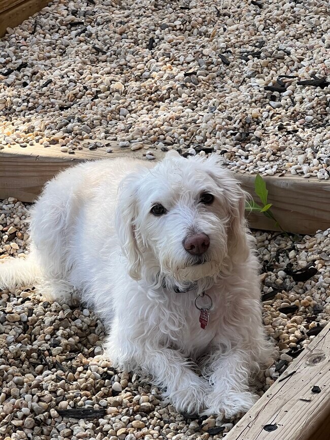 Photo - 37 Laughton St Unit Lower level