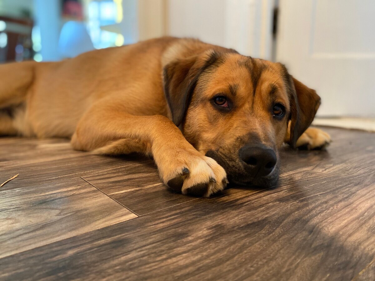 Photo - 834 s pacific st