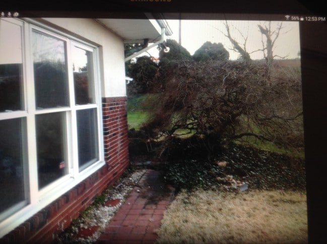 Japanese maple tree