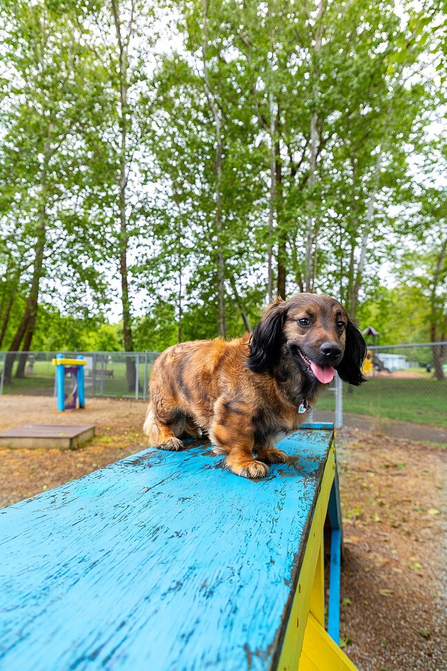 Pizzurro Dog Park