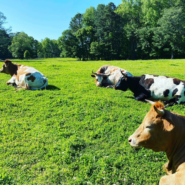 Beautiful pasture with farm animals - 729 Highway 314