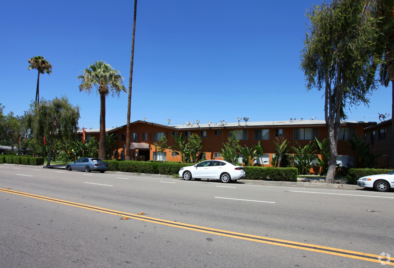 The Palms - The Palms