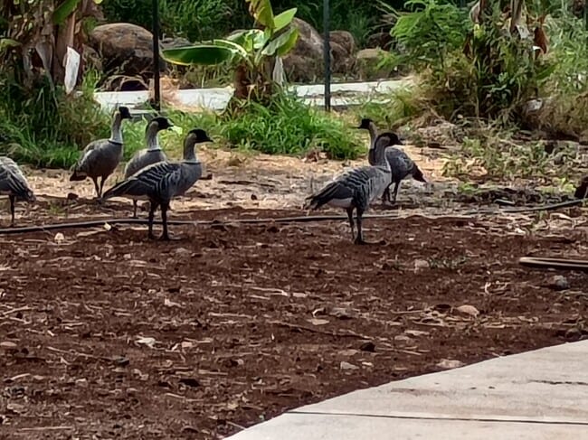 Photo - 257 Hokiokio Pl