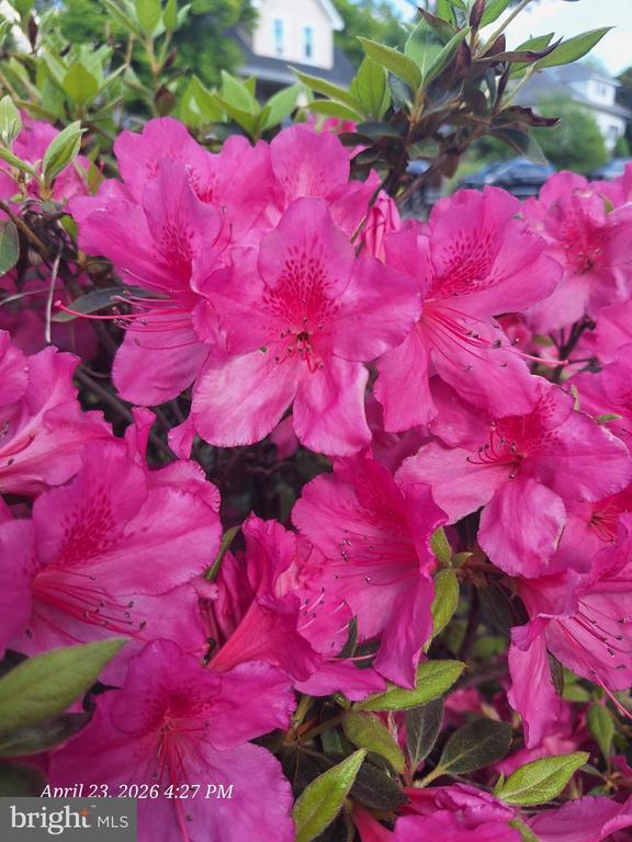 Photo - 3721 Frankford Ave