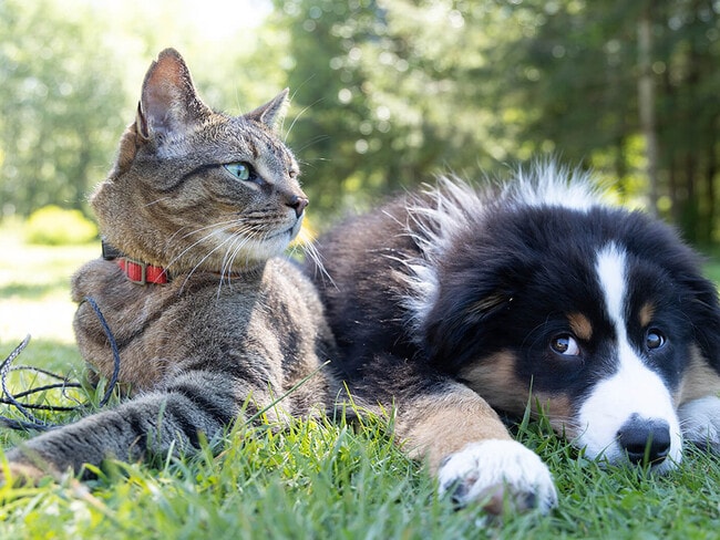 Photo - Heritage Knoll