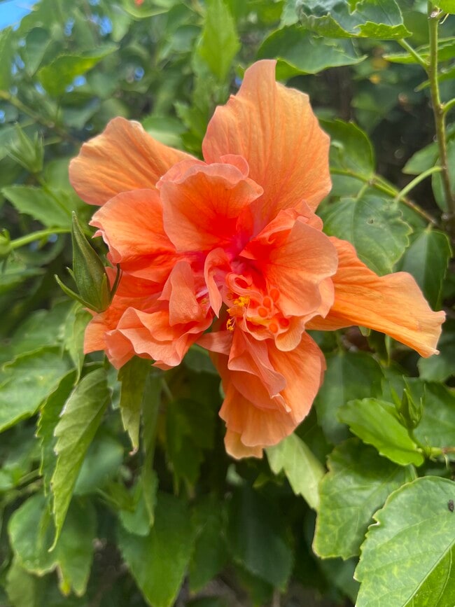 Photo - 218 Dogwood Cir Unit The Gardens