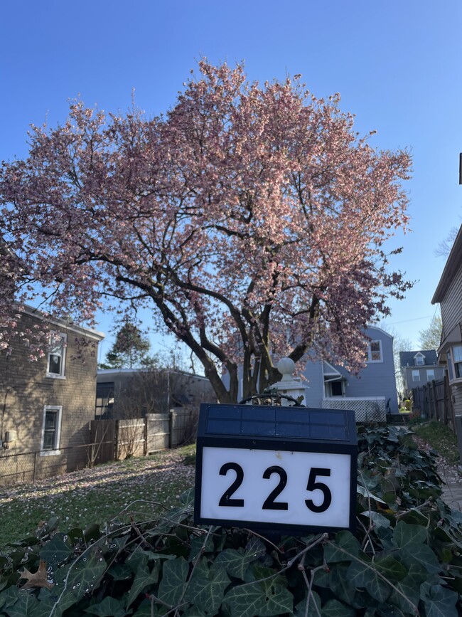 Large front yard with magnolia tree - 225 E 6th Ave Apartments Unit Great Location w Office