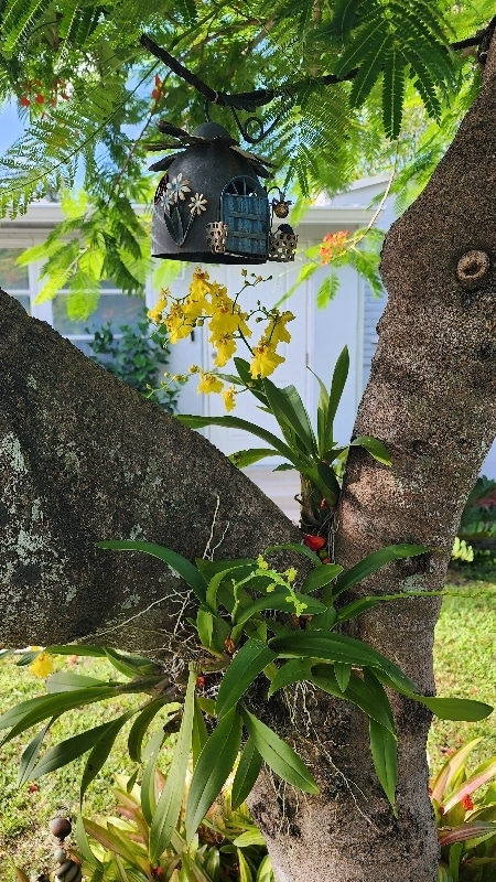 Photo - 831 Plover Ave House