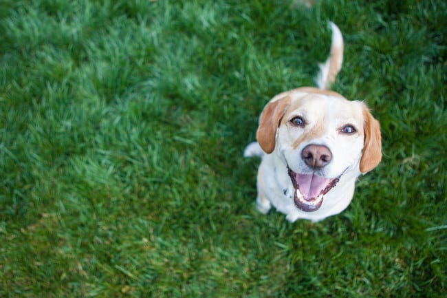 Dog Friendly- up to 60 lbs full grown