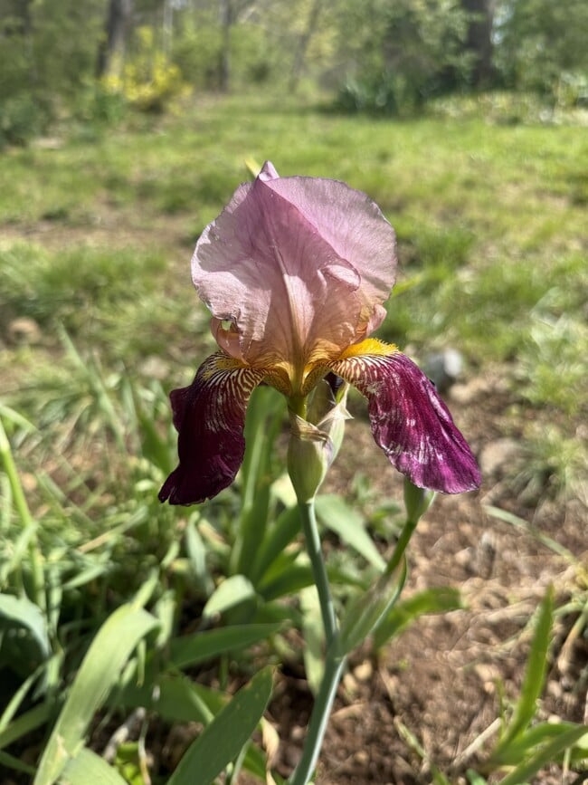 Photo - 740 Finn Long Rd