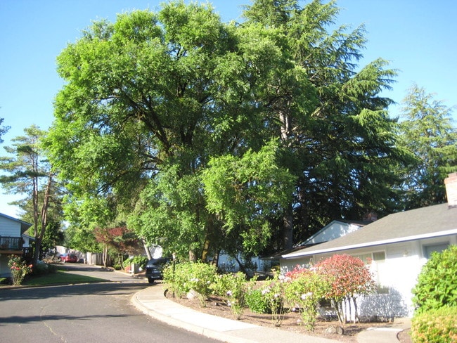 Homestead Commons