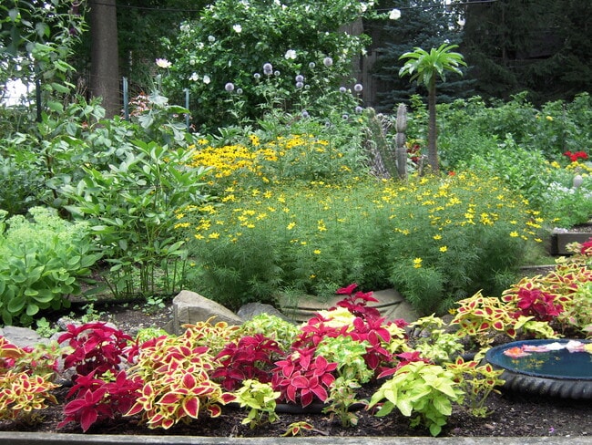 garden at 65 Draper St