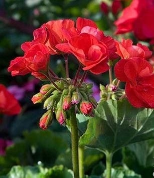 Photo - 8714 Glenoaks Blvd Rental