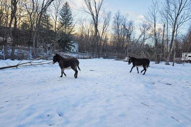 Photo - 443 Clove Rd Unit ID1366359P