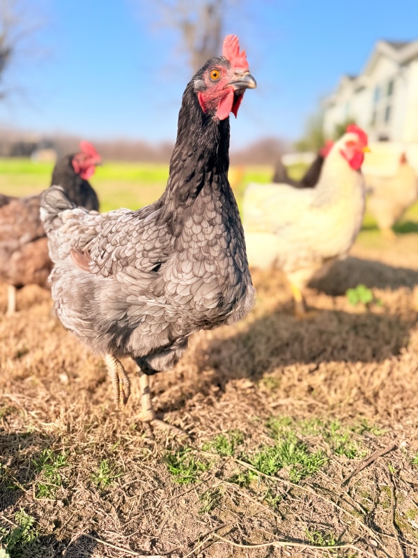 Photo - 14621 16th Ave