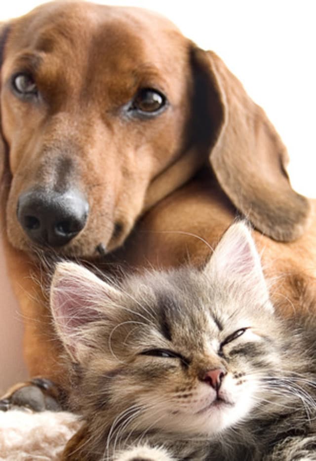 Photo - The Pointe @ Apex Apartments