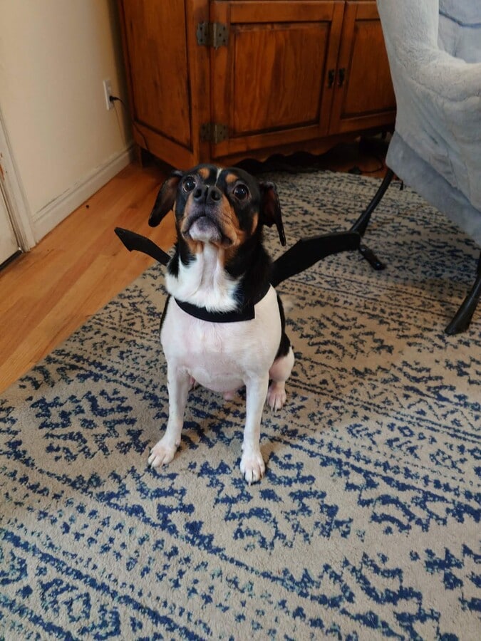 You will be living in a home with a dog. - 1846 N 680 W Unit 1846 2