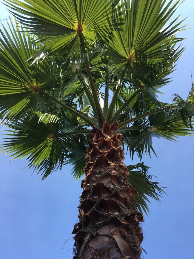 Photo - 647 Santa Clara Ave