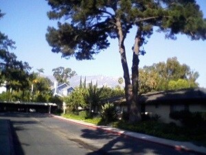 Photo - Monterey Pines