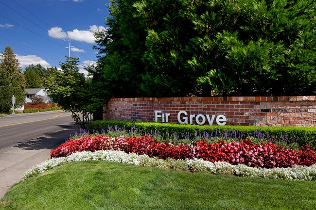 Photo - Fir Grove