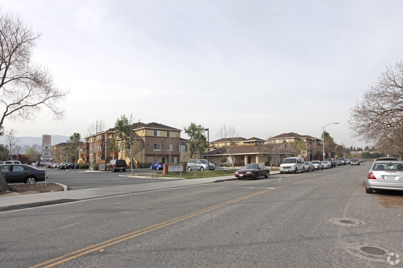 Photo - Blossom River