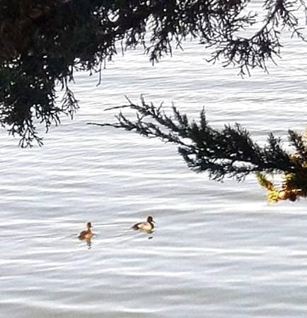 Photo - 5 Admiral Dr Unit 218