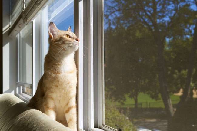 Cats Welcome!