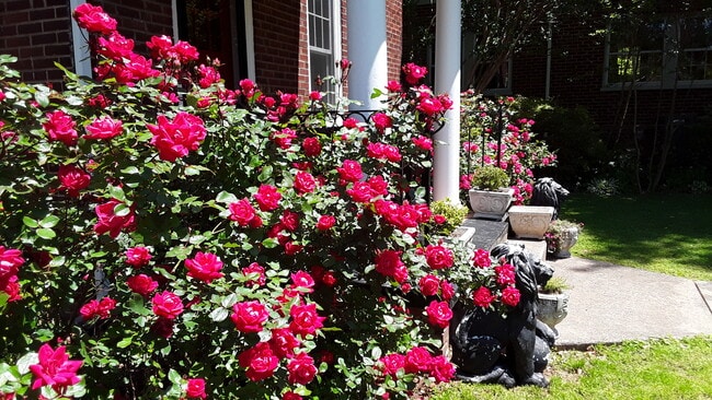 Photo - 313 Parkway St