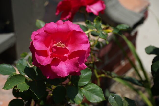 Photo - 3729 Boyce Ave