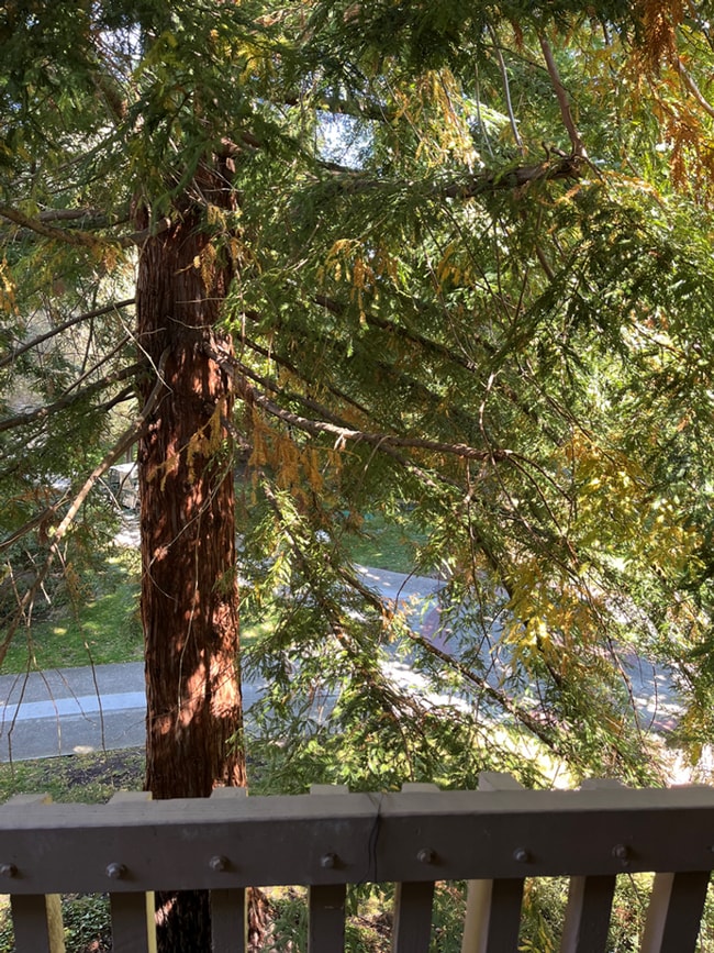 Photo - Studio at Shelter Creek