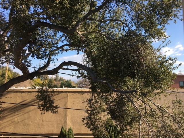 Large, old oak tree view back of apartment - Merrilee Terrace Apartments