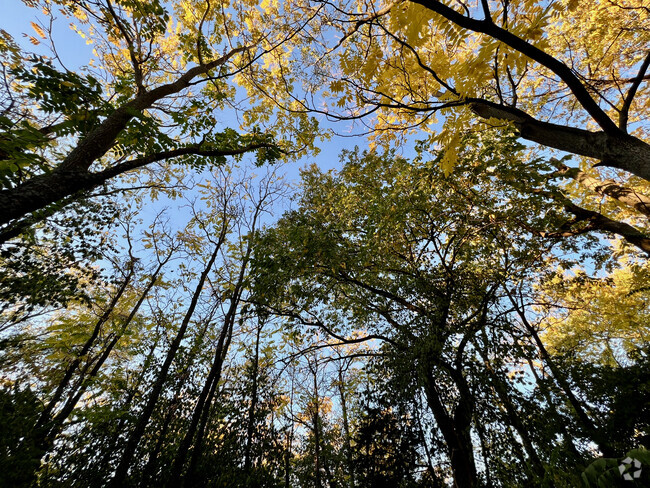 This is your backyard. Looking up. - 2028 Bristow St Rental