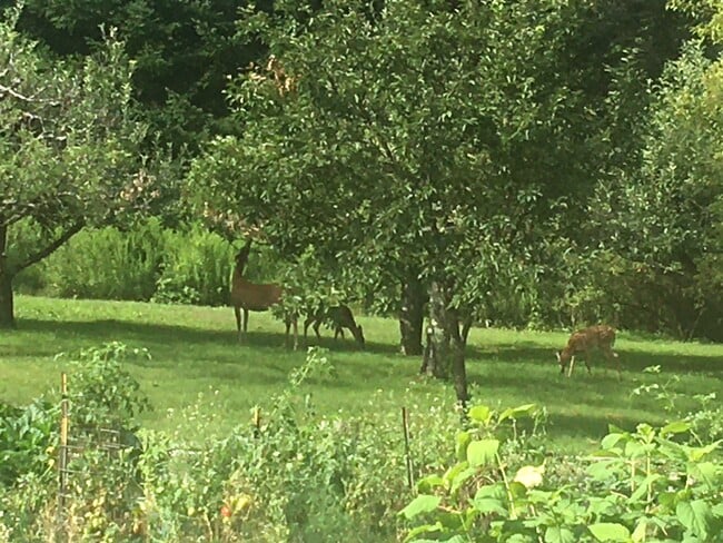 Building Photo - 56 London Rd Unit Sunny Westmoreland Oasis