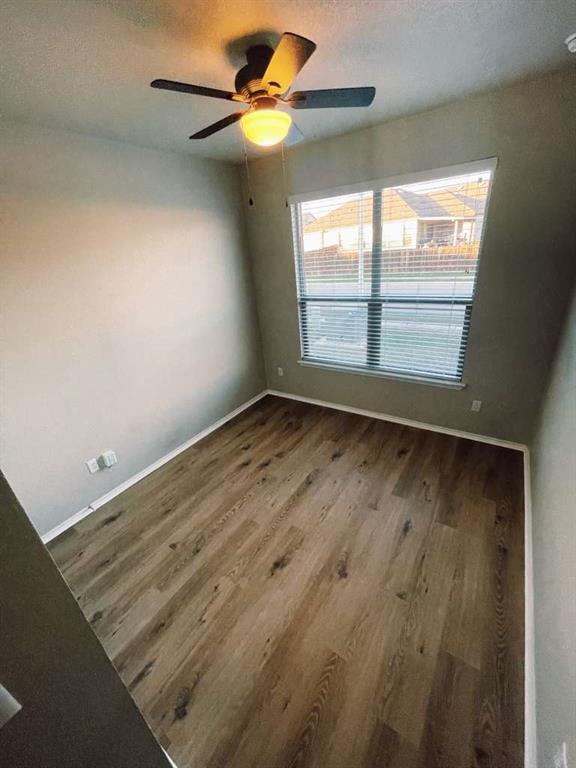 Photo - 321 Parrot Tulip View