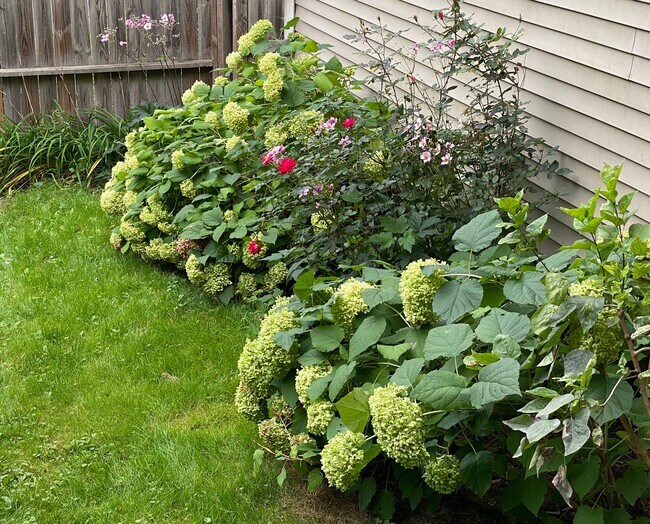 Landscaped Shared Backyard - No Apartments Available - 358 Warren St