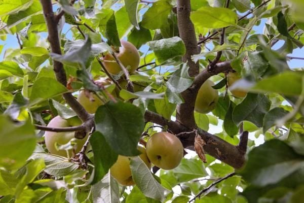 Photo - 14 Stadium Way