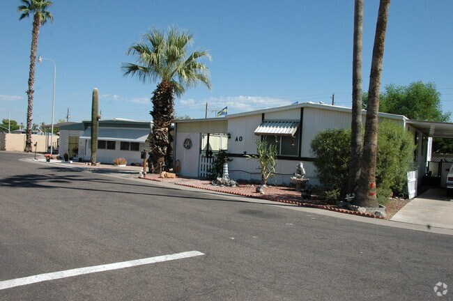 Photo - Palm Shadows