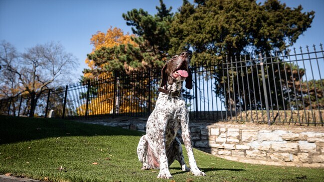 Furry Friends Welcomed - Luxe at Union Hill