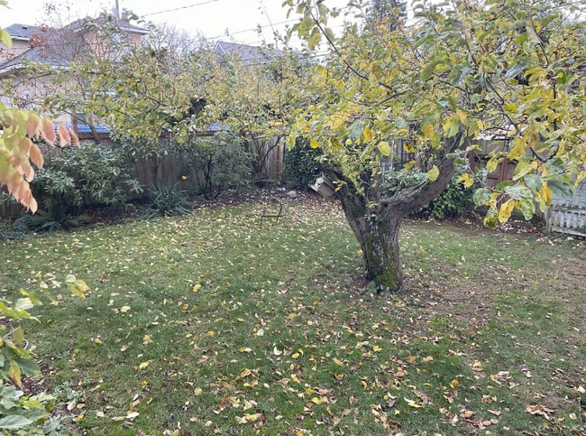 El espacioso patio trasero está lleno de encanto, con una amplia zona verde para disfrutar y un manzano centenario. - 3012 N 22nd St