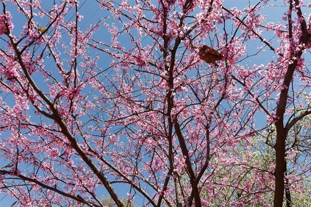 Photo - 4044 Buena Vista St Unit 104